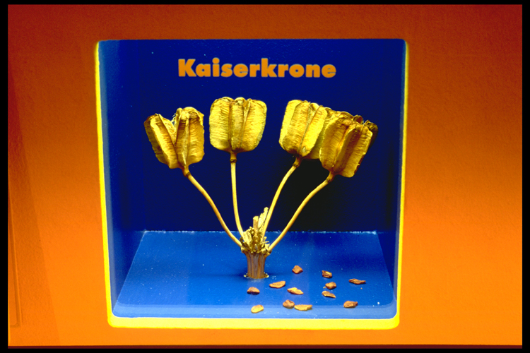 Kaiserkrone 4EB47F94717143F5